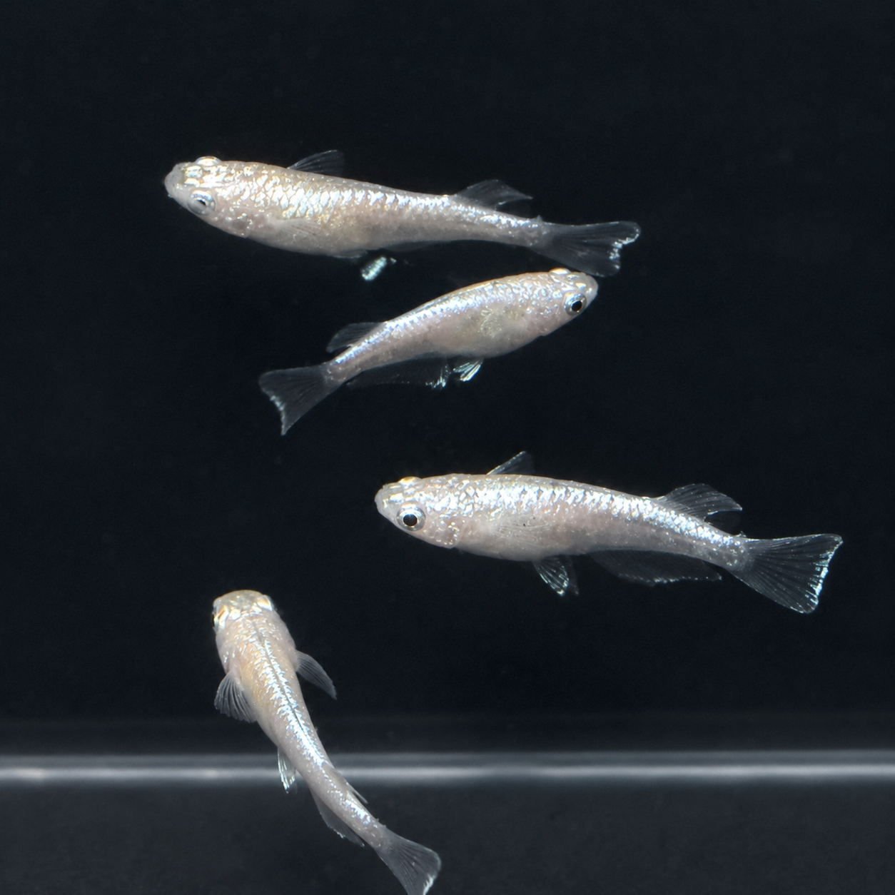 Red Cliff × Neptune Medaka – Group of 5 Imported Japanese Metallic Cross Line