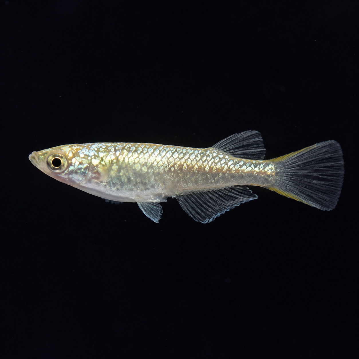 Neptune Gold Medaka – Imported Unsexed Group of 2 – Actual Fish Pictured