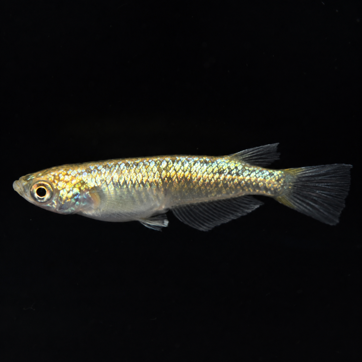 Neptune Gold Medaka – Imported Unsexed Group of 2 – Actual Fish Pictured