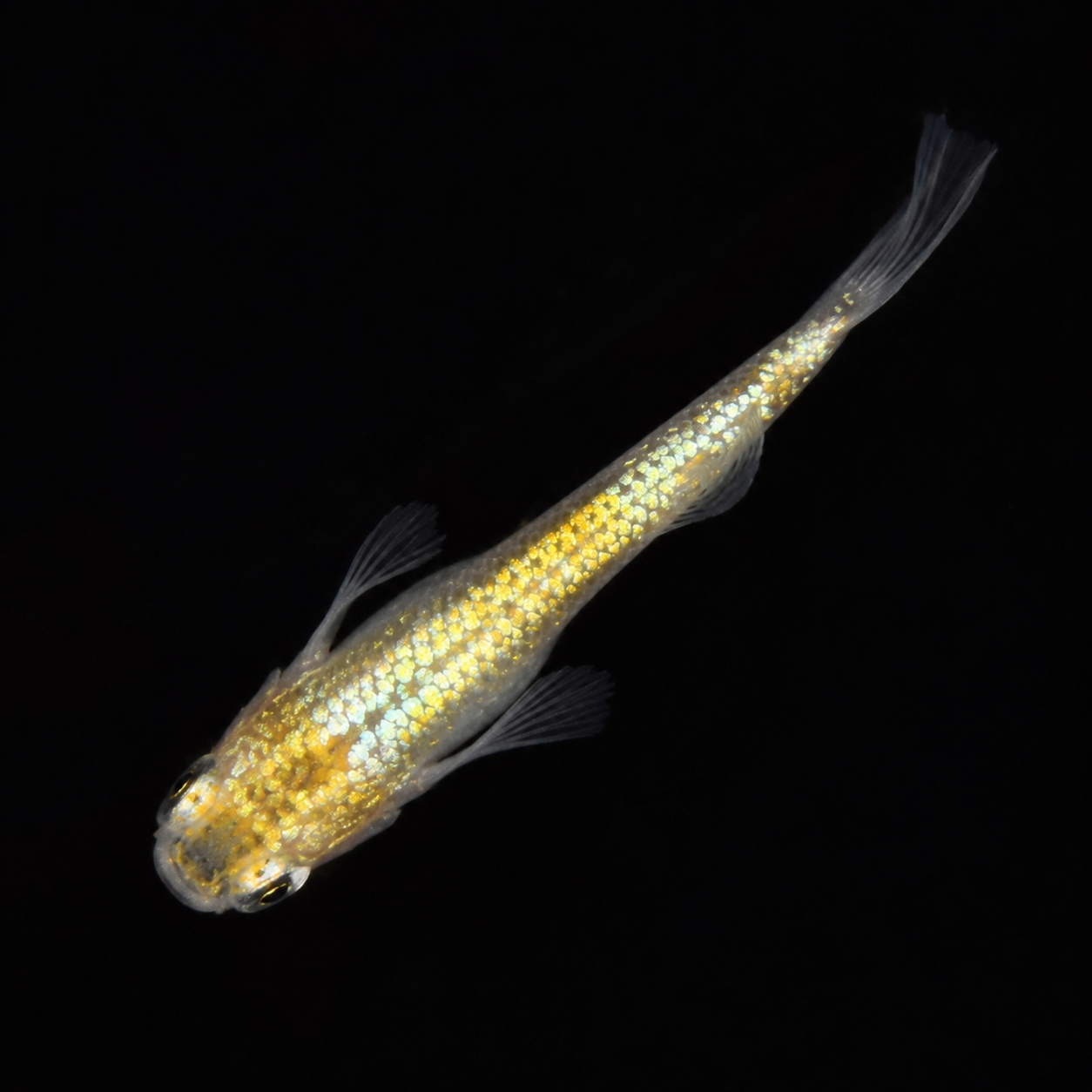 Neptune Gold Medaka – Imported Unsexed Group of 2 – Actual Fish Pictured
