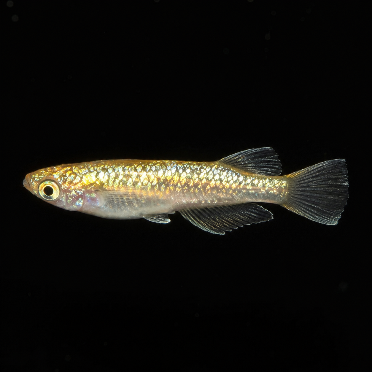 Neptune Gold Medaka – Imported Unsexed Group of 2 – Actual Fish Pictured