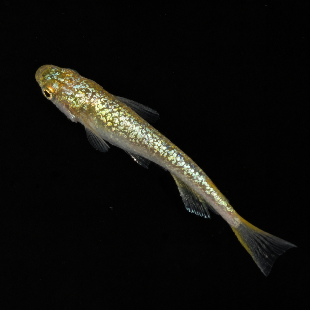 Neptune Gold Medaka – Imported Unsexed Group of 2 – Actual Fish Pictured