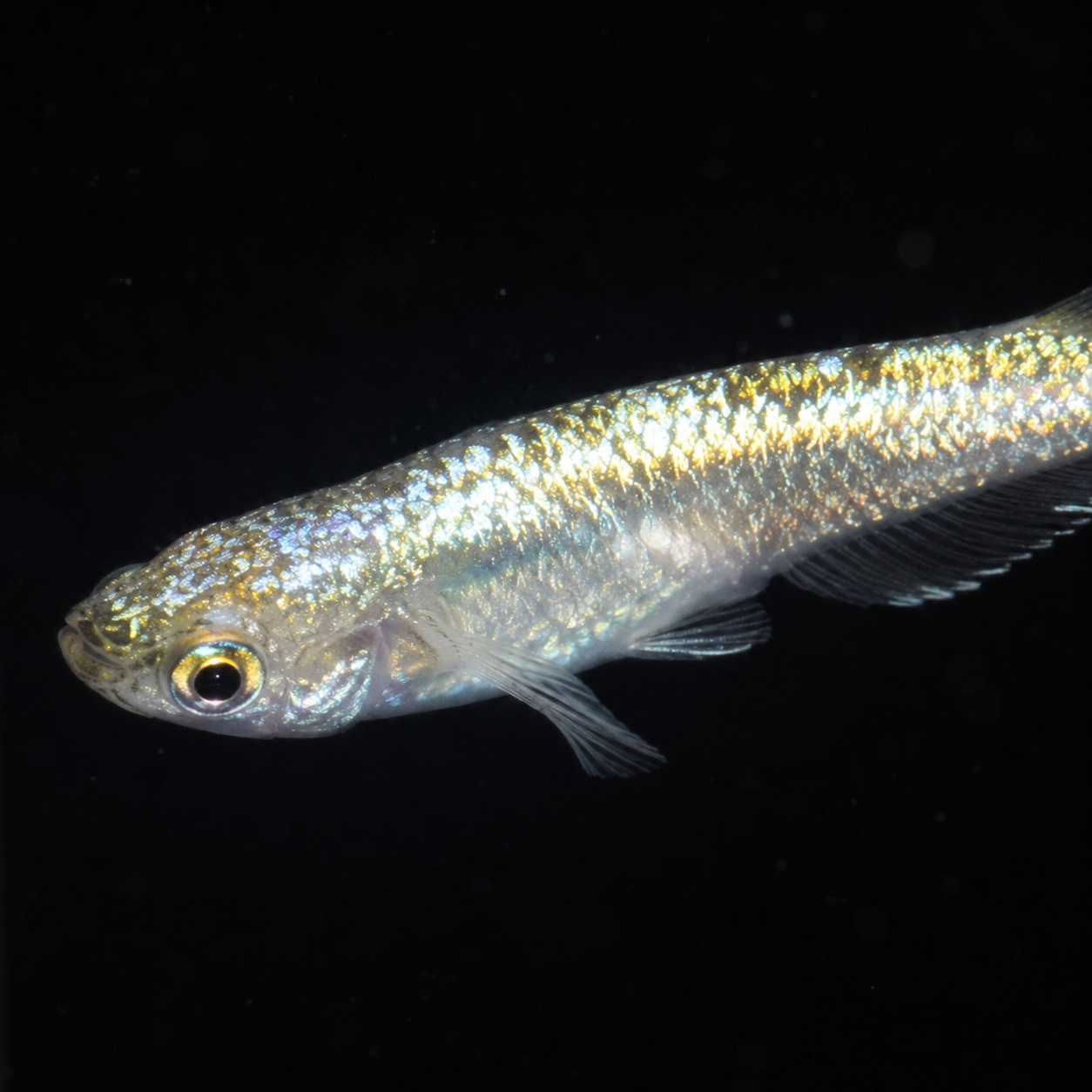 Neptune Gold Medaka – Imported Unsexed Group of 2 – Actual Fish Pictured