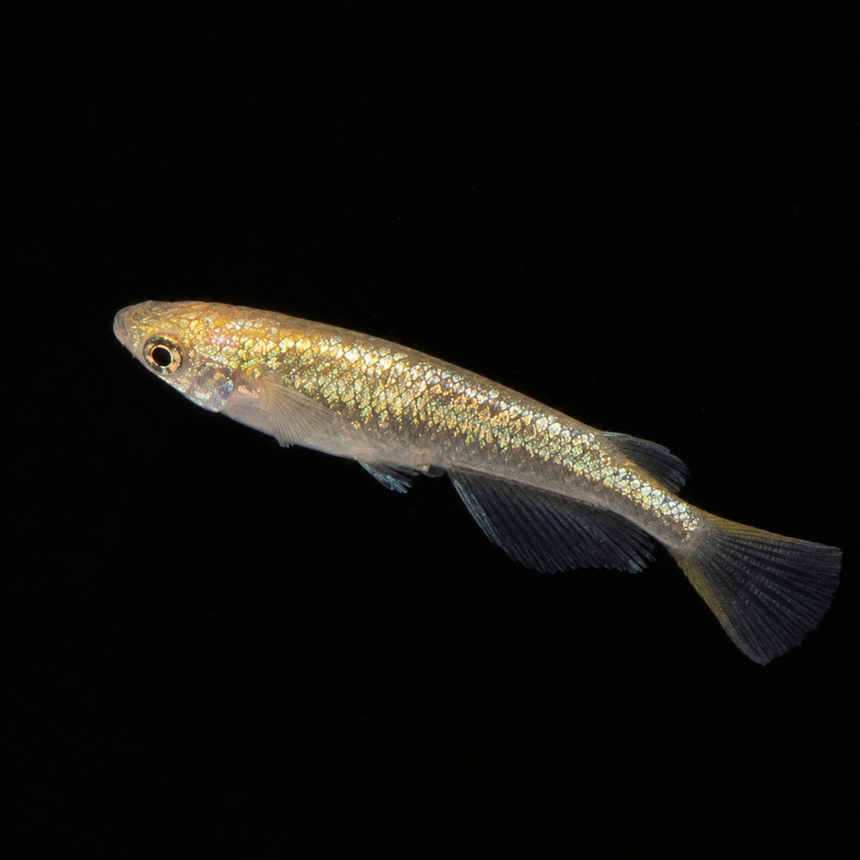 Neptune Gold Medaka – Imported Unsexed Group of 2 – Actual Fish Pictured