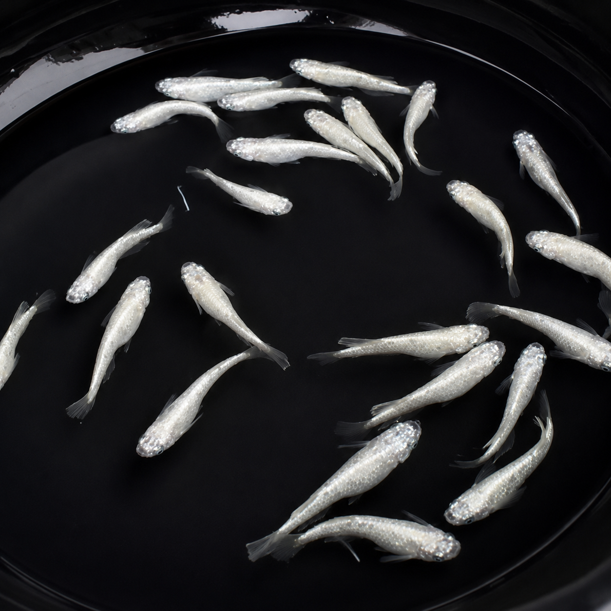 Aoi DA Medaka / 碧Da – Imported Male & Female Pair – Actual Fish Pictured