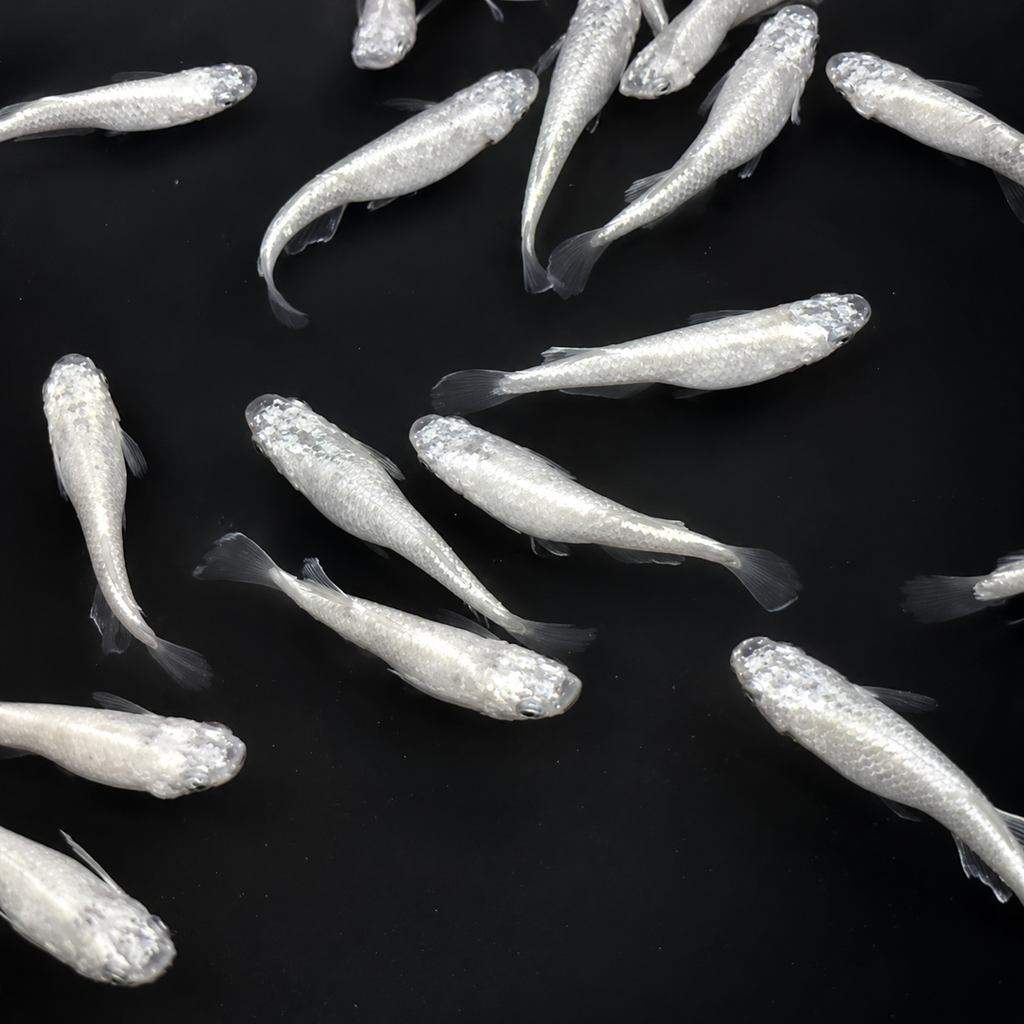 Aoi DA Medaka / 碧Da – Imported Male & Female Pair – Actual Fish Pictured