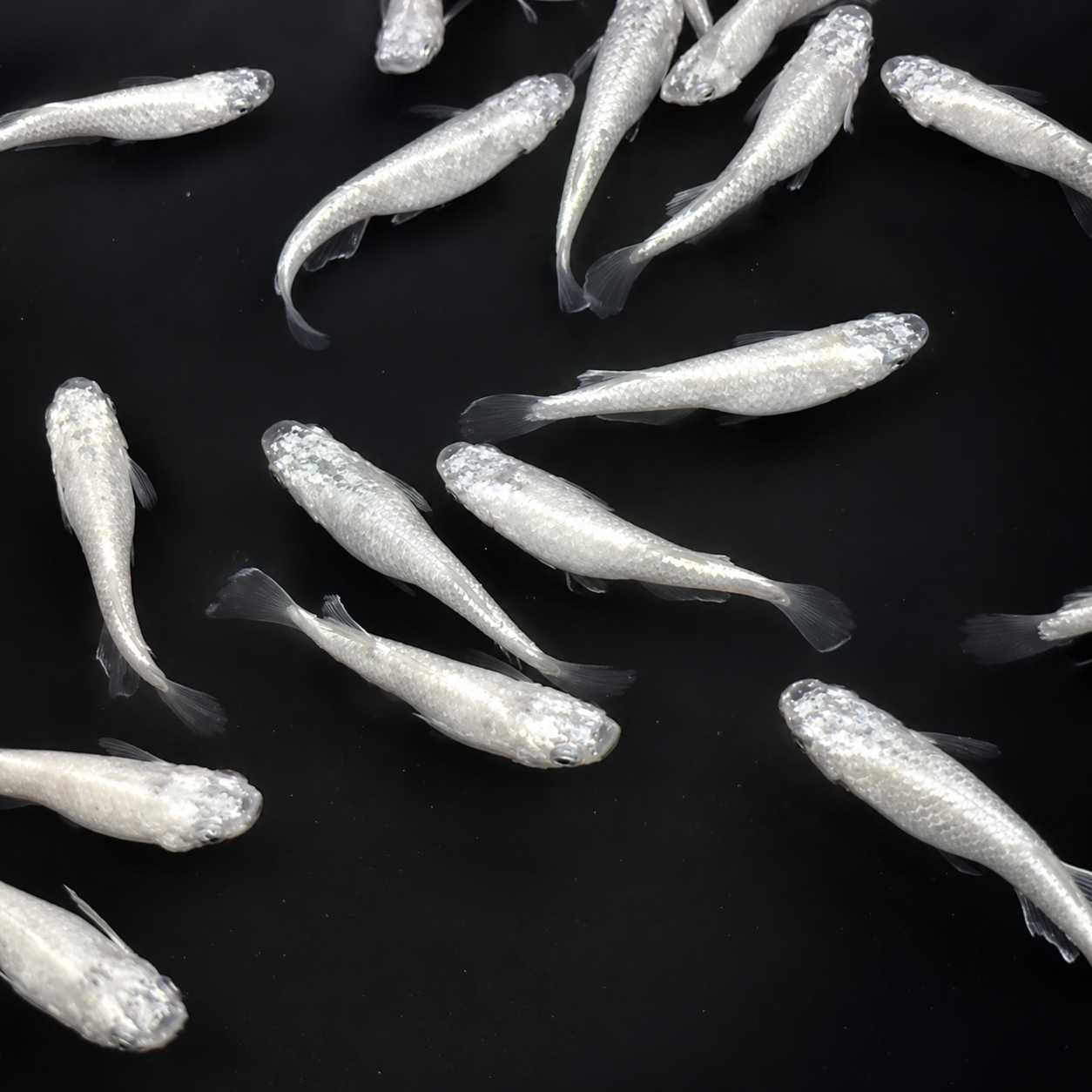 Aoi DA Medaka / 碧Da – Imported Male & Female Pair – Actual Fish Pictured