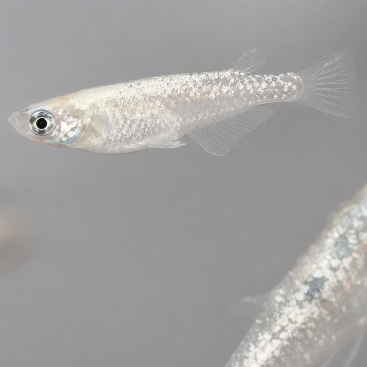 Aoi DA Medaka / 碧Da – Imported Male & Female Pair – Actual Fish Pictured