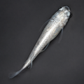 Aoi DA Medaka / 碧Da – Imported Male & Female Pair – Actual Fish Pictured