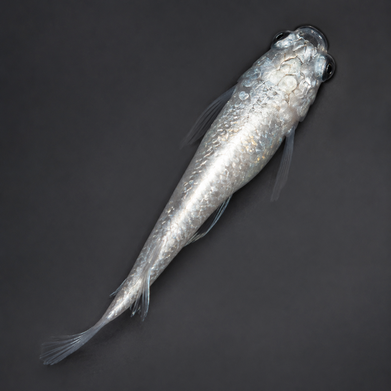 Aoi DA Medaka / 碧Da – Imported Male & Female Pair – Actual Fish Pictured