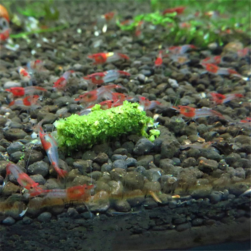 Premium Shrimp Food for Caridina & Neocaridina — 5 Varieties