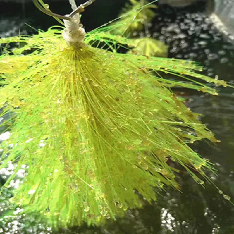 Floating Spawning Brush for Medaka & Egg-Laying Fish