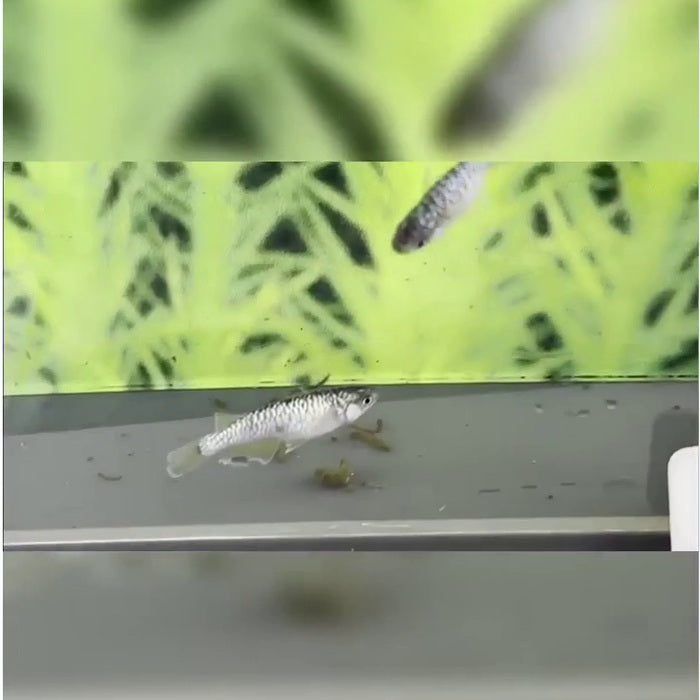 Kinkaryu from Aquaphoria Oct 25 stock reel — lead photo