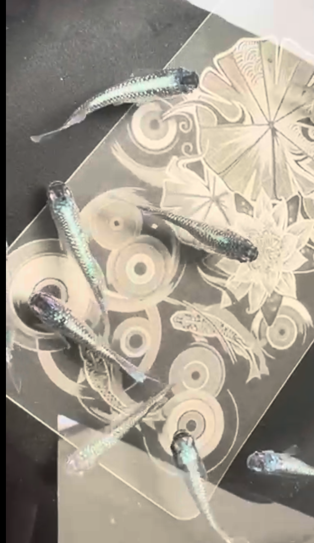 Mermaid Blue medaka, group viewed from above — seller-supplied photograph