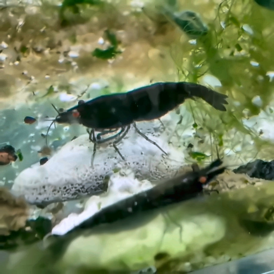 Actual Aquaphoria Orange Eye Black Sapphire Demon Neocaridina colony video still, enhanced for clarity