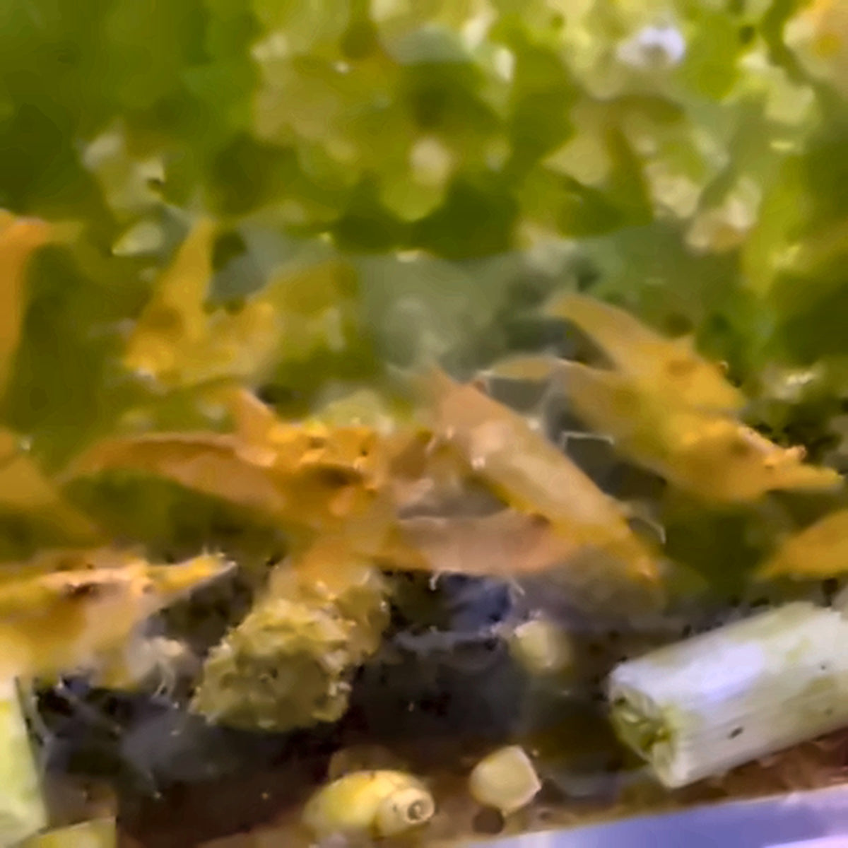 Actual Aquaphoria Orange Eye Orange Sakura Demon Neocaridina colony video still, enhanced for clarity